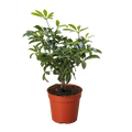 Bonsai Schefflera Arboricola
