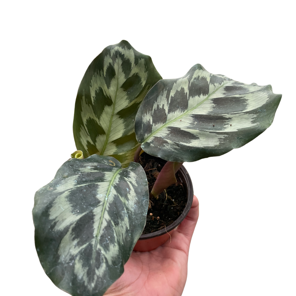 Calathea 'Kennedy' | Rare Prayer Plant with Brush-Stroke Foliage | House Plant Shop