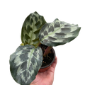 Calathea 'Kennedy' | Rare Prayer Plant with Brush-Stroke Foliage | House Plant Shop