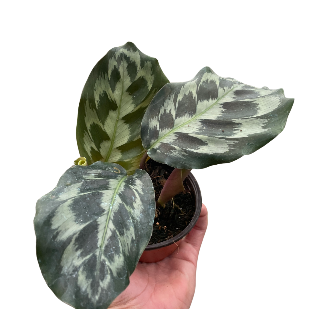 Calathea 'Kennedy' | Rare Prayer Plant with Brush-Stroke Foliage | House Plant Shop