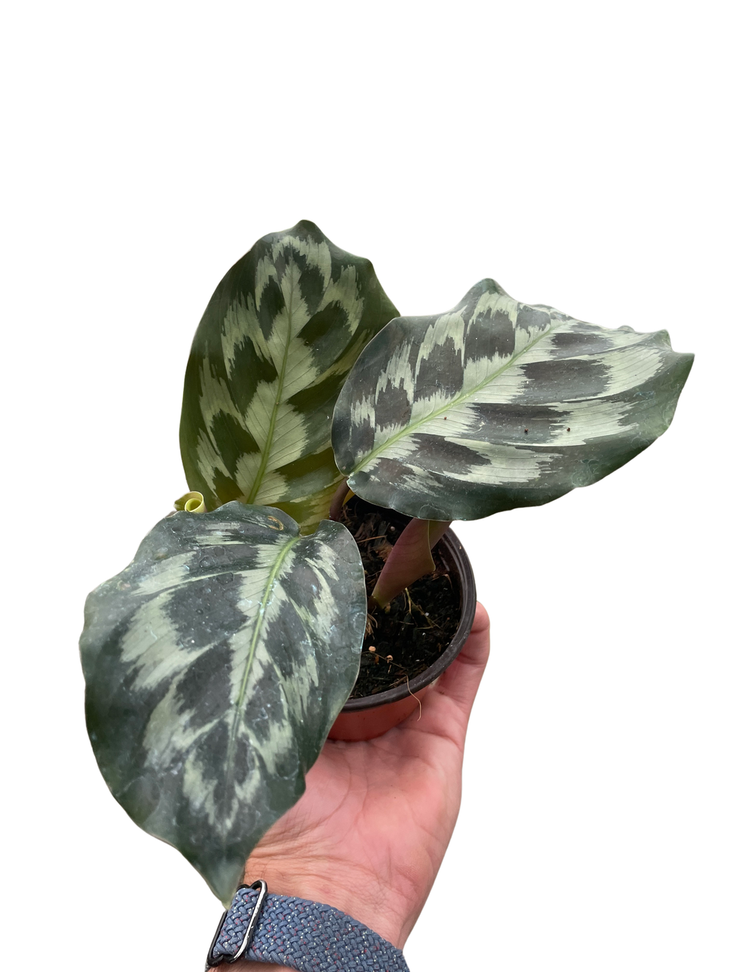 Calathea 'Kennedy' | Rare Prayer Plant with Brush-Stroke Foliage | House Plant Shop