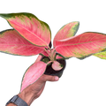 Chinese Evergreen 'Pink Pearl'