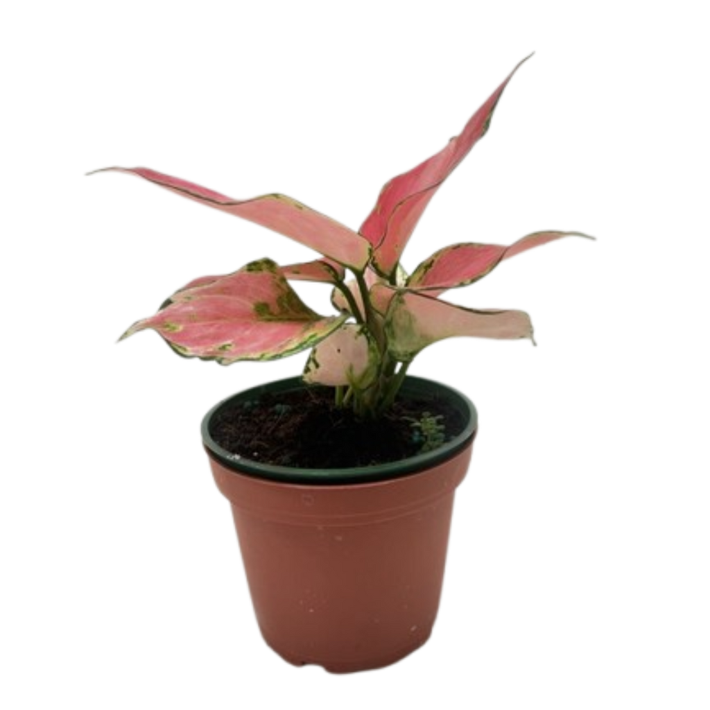 Chinese Evergreen 'Rich Red'