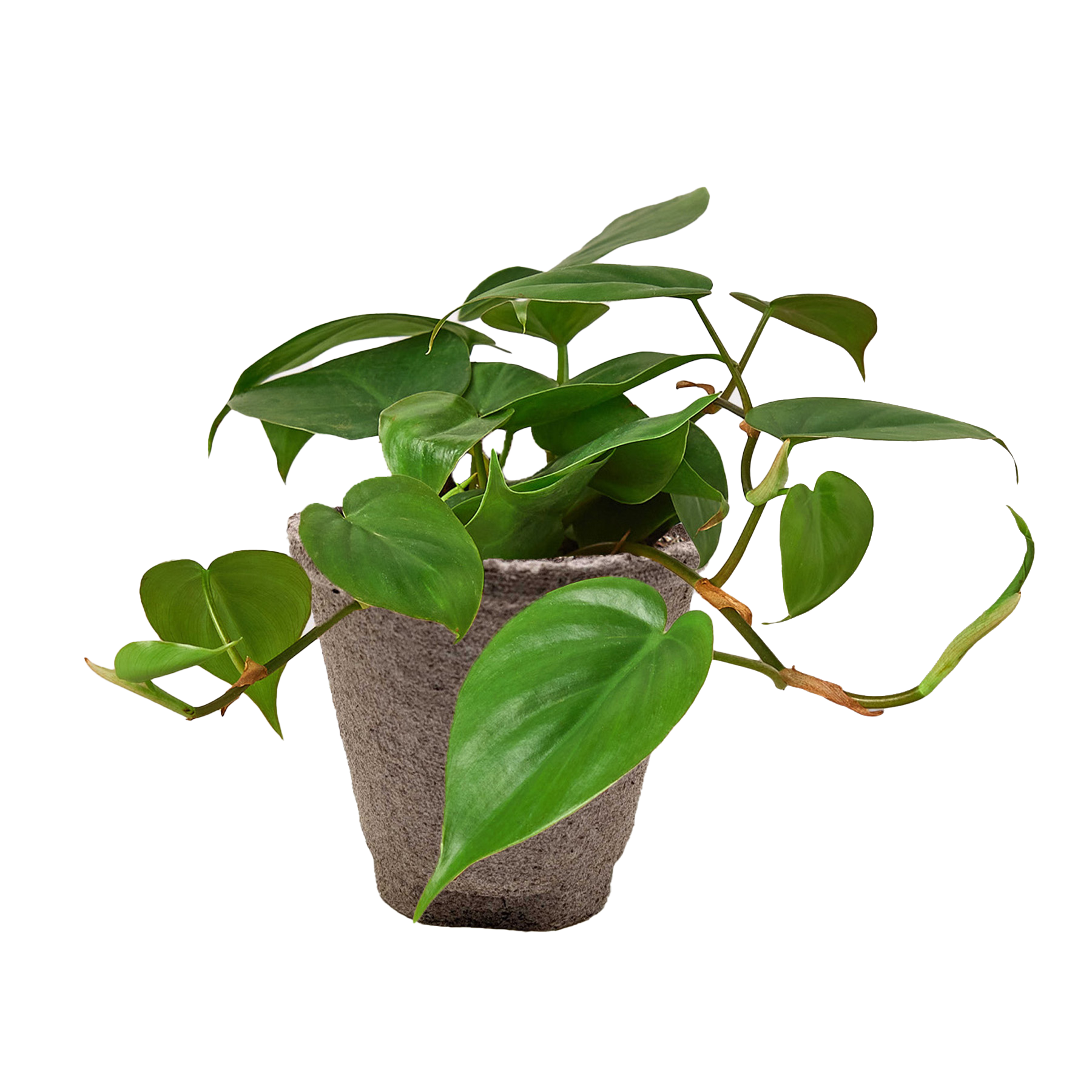 Philodendron Cordatum Heartleaf | Easy Care Climbing Houseplant | House Plant Shop