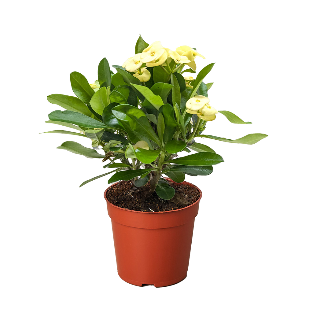 Crown of Thorns | Long-Lasting Red & Yellow Flowering Plant | House Plant Shop