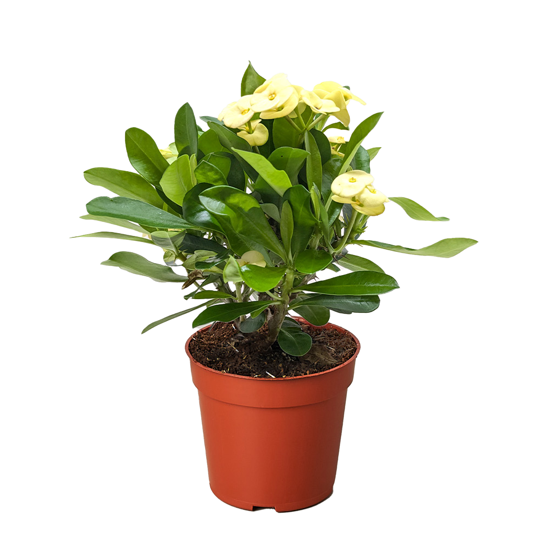 Crown of Thorns | Long-Lasting Red & Yellow Flowering Plant | House Plant Shop