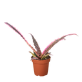 Cryptanthus 'Elaine' | Earth Star Bromeliad with Pink & Purple Stripes | House Plant Shop