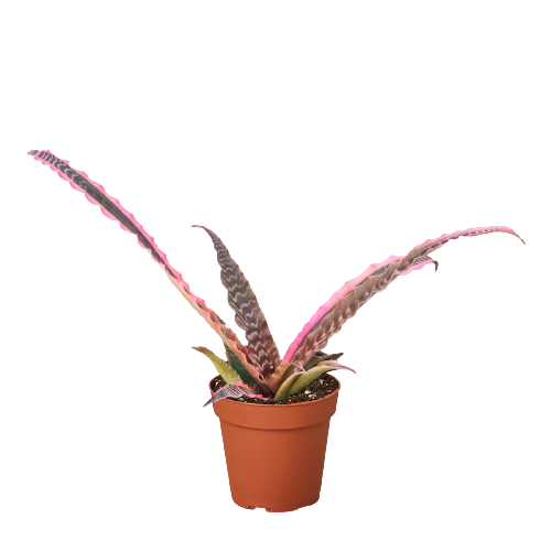 Cryptanthus 'Elaine' | Earth Star Bromeliad with Pink & Purple Stripes | House Plant Shop