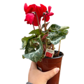 Cyclamen 'Red'