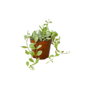 Succulent Dischidia Cascade