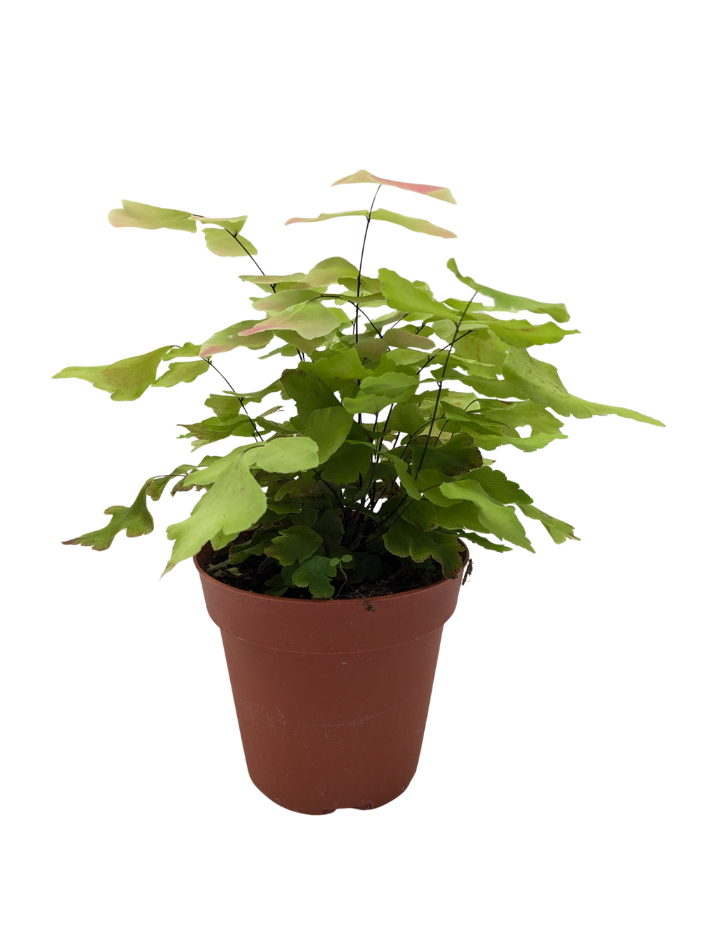 Large Leaf Maidenhair Fern | Delicate Humidity-Loving Plant | House Plant Shop