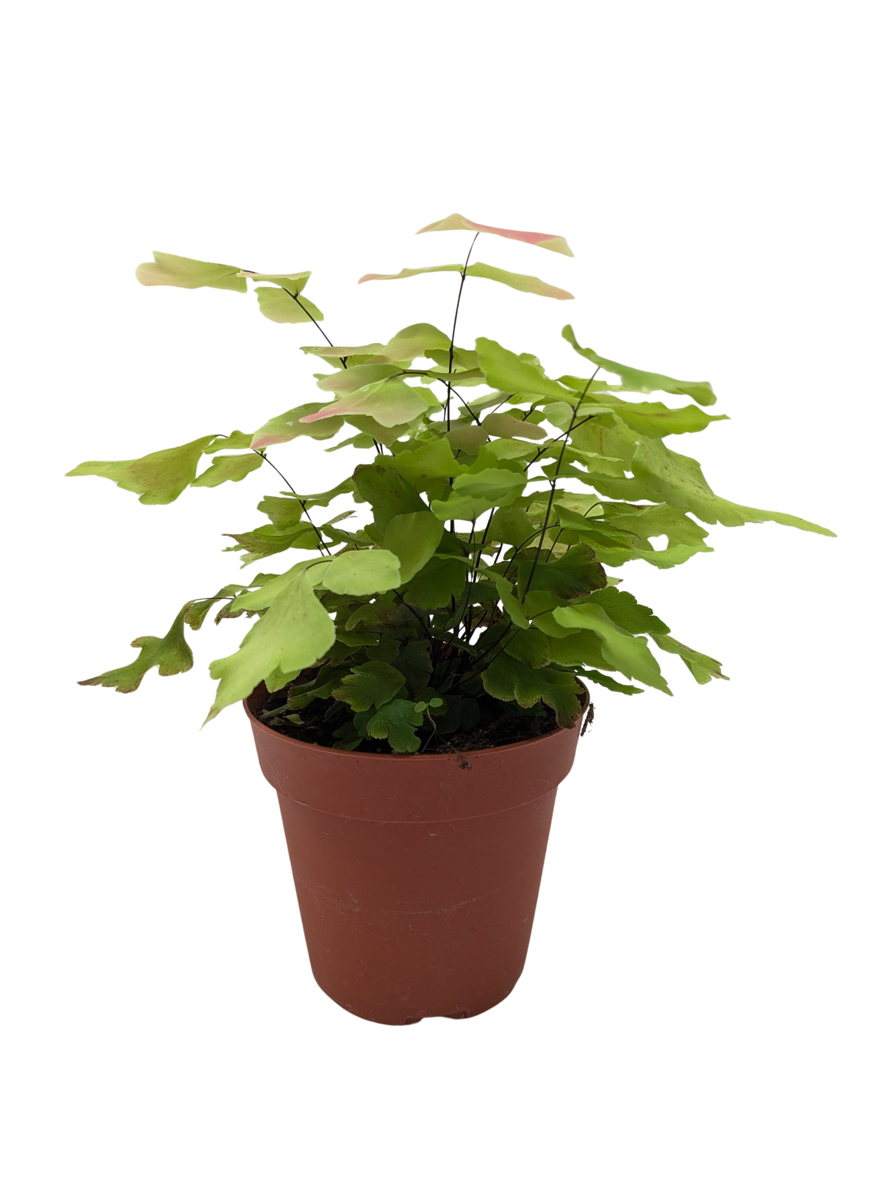 Large Leaf Maidenhair Fern | Delicate Humidity-Loving Plant | House Plant Shop