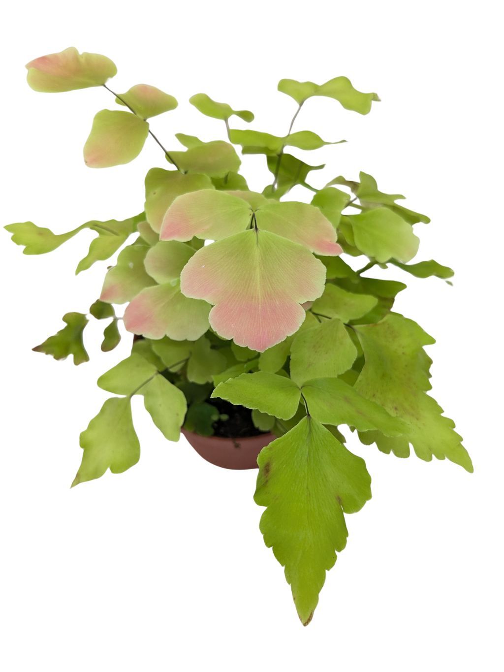 Large Leaf Maidenhair Fern | Delicate Humidity-Loving Plant | House Plant Shop