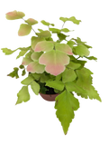 Large Leaf Maidenhair Fern | Delicate Humidity-Loving Plant | House Plant Shop