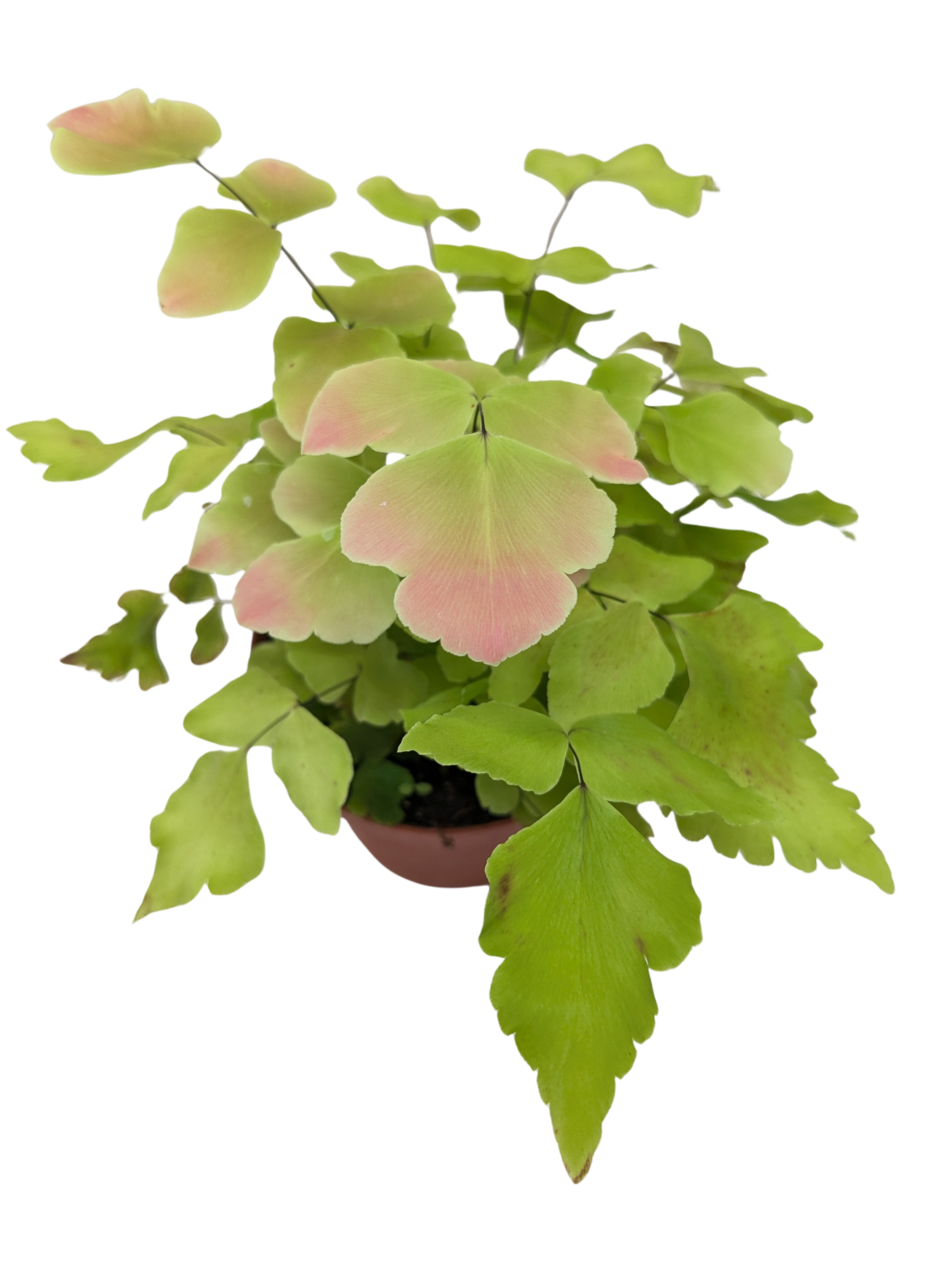 Large Leaf Maidenhair Fern | Delicate Humidity-Loving Plant | House Plant Shop