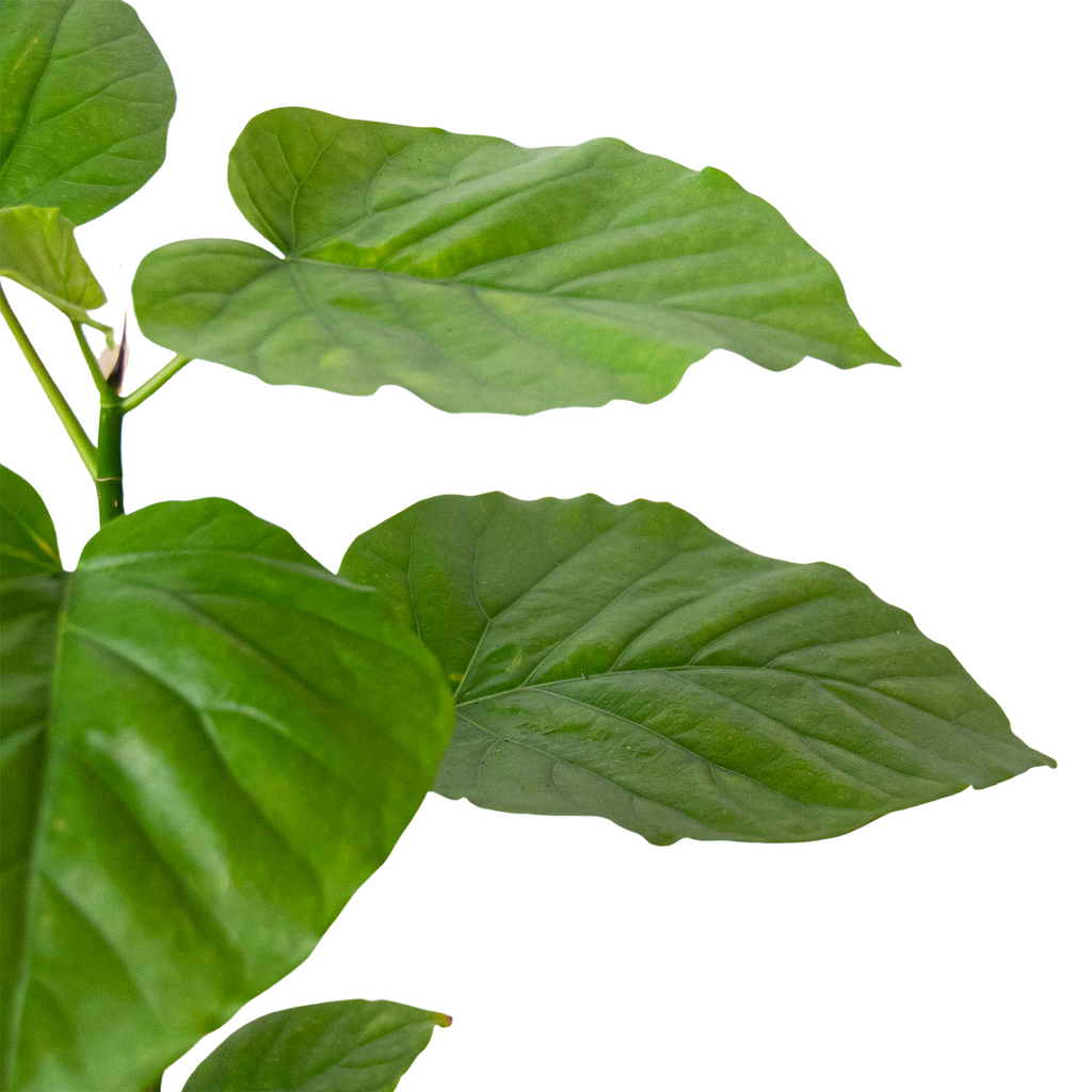 Ficus 'Umbellata' | Umbrella Tree Fig with Heart-Shaped Leaves | House Plant Shop