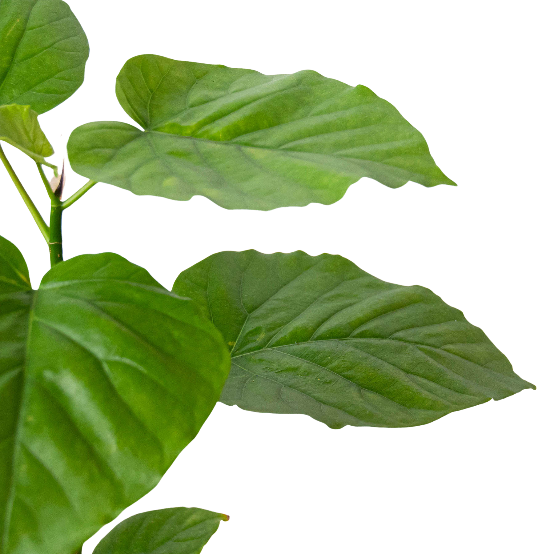 Ficus 'Umbellata' | Umbrella Tree Fig with Heart-Shaped Leaves | House Plant Shop