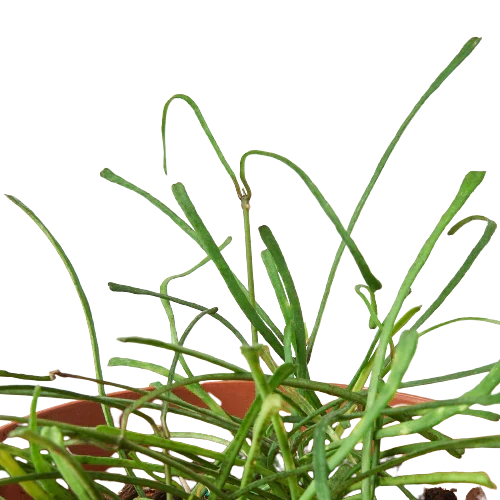 Hoya 'Grass Leafed' - 4" Pot