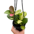 Hoya 'Lisa'