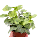 Ivy Tropical Blizzard