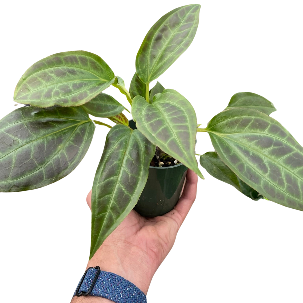 Monolena 'Primuliflora' | Rare Tropical Epiphyte with Pink Flowers | House Plant Shop