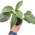 Monolena 'Primuliflora' | Rare Tropical Epiphyte with Pink Flowers | House Plant Shop