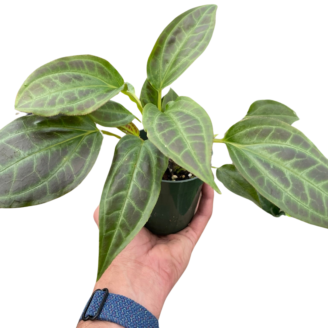 Monolena 'Primuliflora' | Rare Tropical Epiphyte with Pink Flowers | House Plant Shop