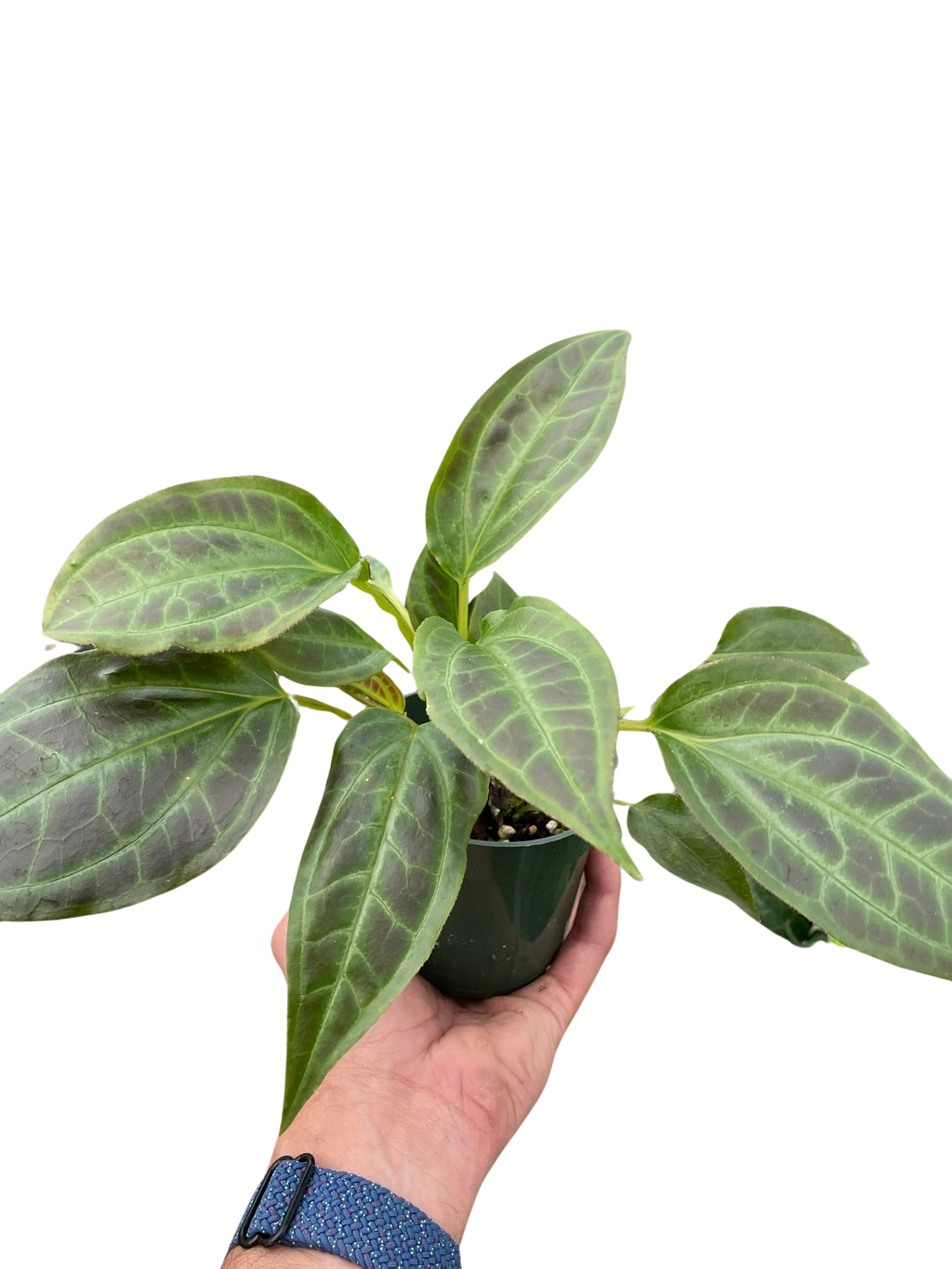 Monolena 'Primuliflora' | Rare Tropical Epiphyte with Pink Flowers | House Plant Shop