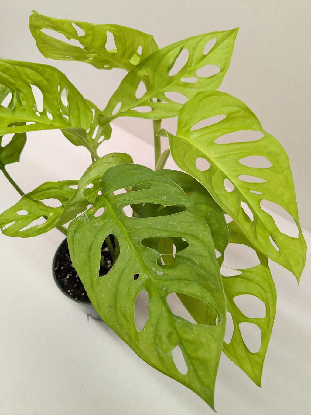 Monstera Adansonii Swiss Cheese Neon | Chartreuse Vining Plant | House Plant Shop