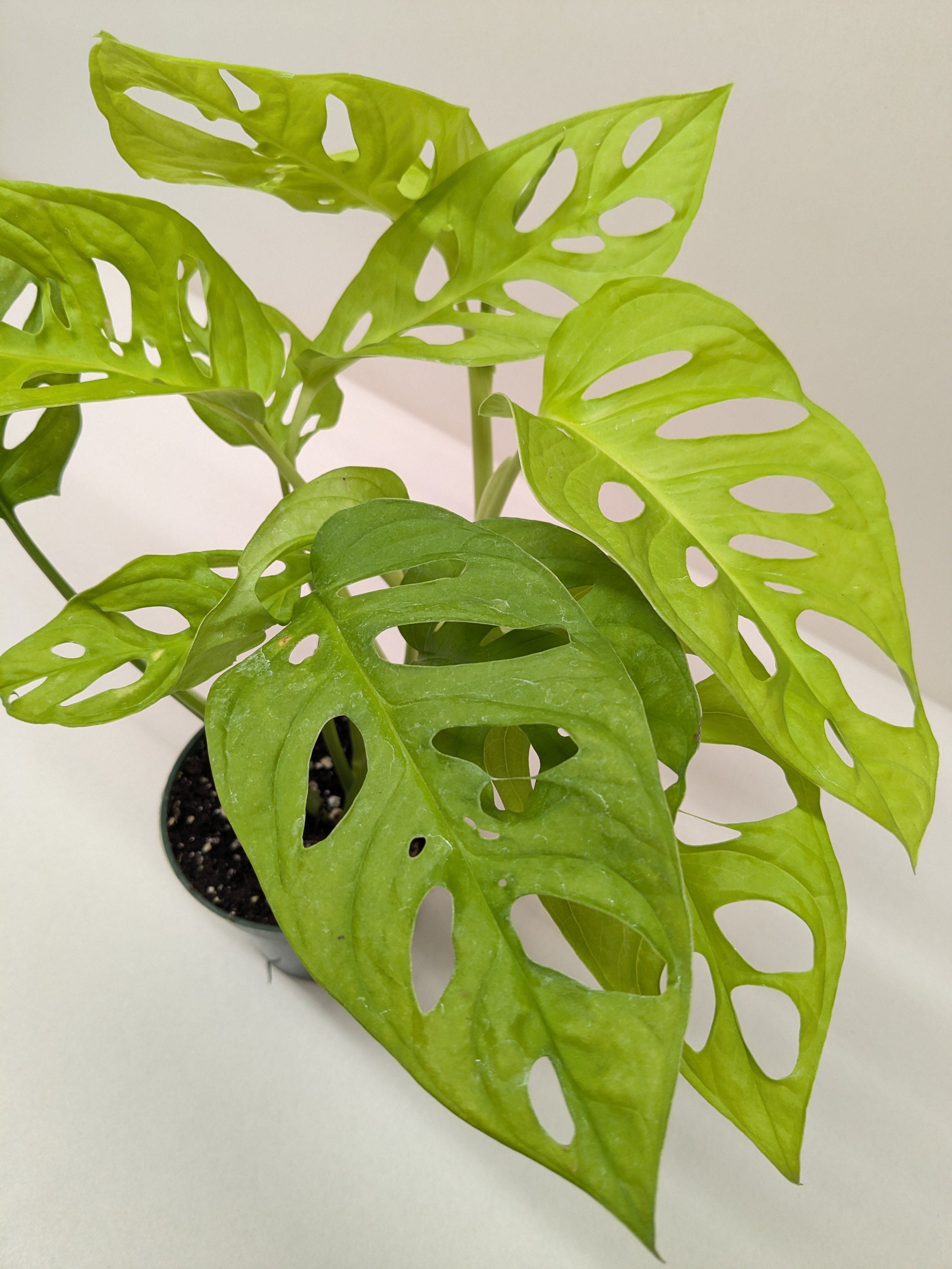 Monstera Adansonii Swiss Cheese Neon | Chartreuse Vining Plant | House Plant Shop