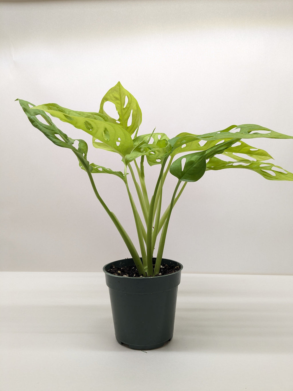 Monstera Adansonii Swiss Cheese Neon | Chartreuse Vining Plant | House Plant Shop