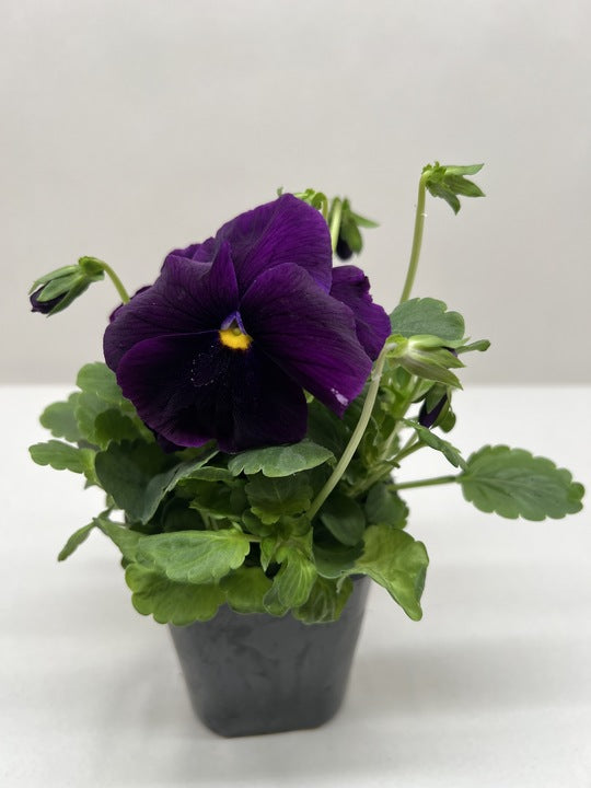 Pansies | Colorful Flowering Plants | Spring & Fall Blooms | House Plant Shop