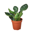 Peperomia Red Edge