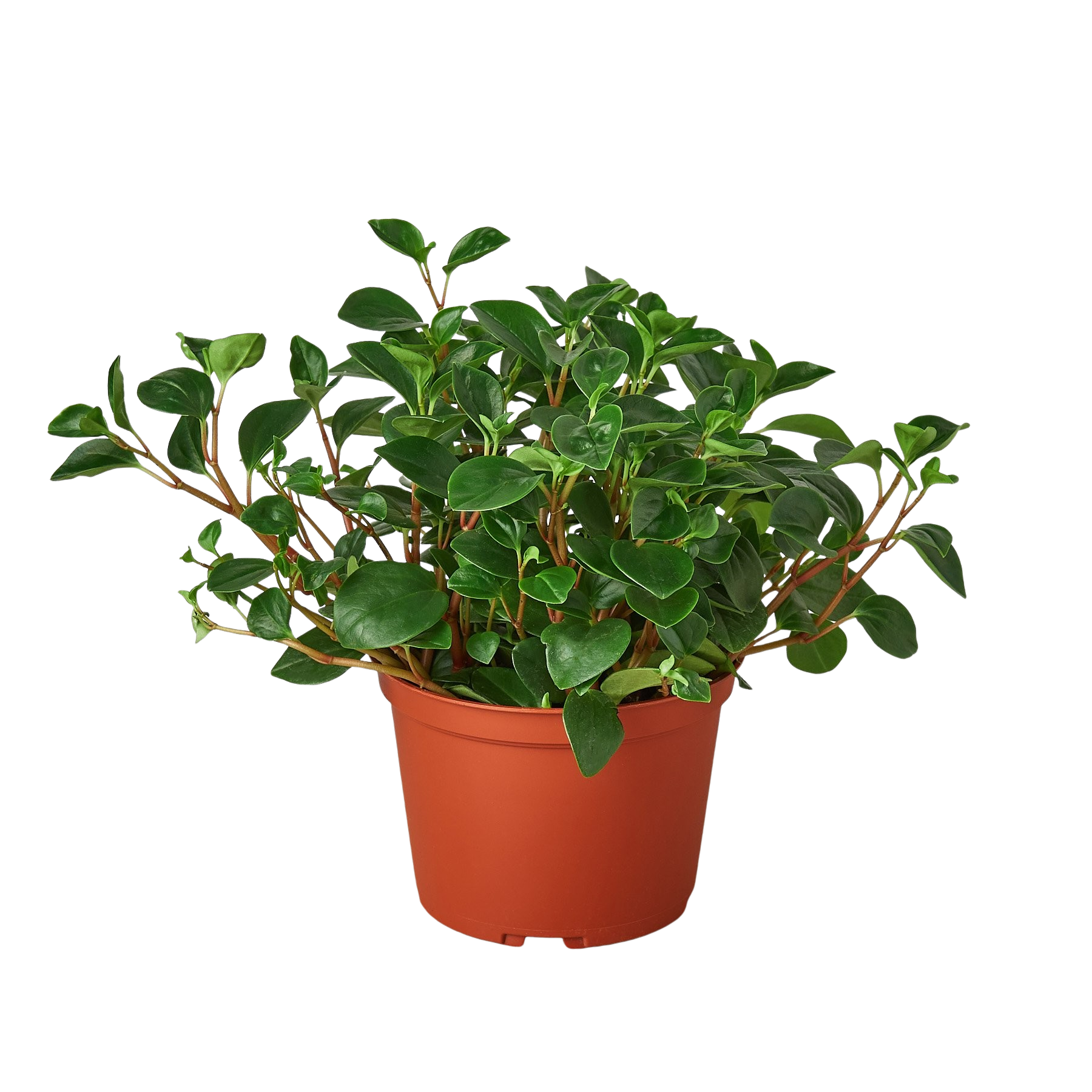 Peperomia 'Glabella'