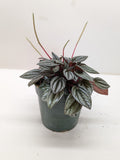 Peperomia San Marino | Easy Care Tabletop Plant | House Plant Shop