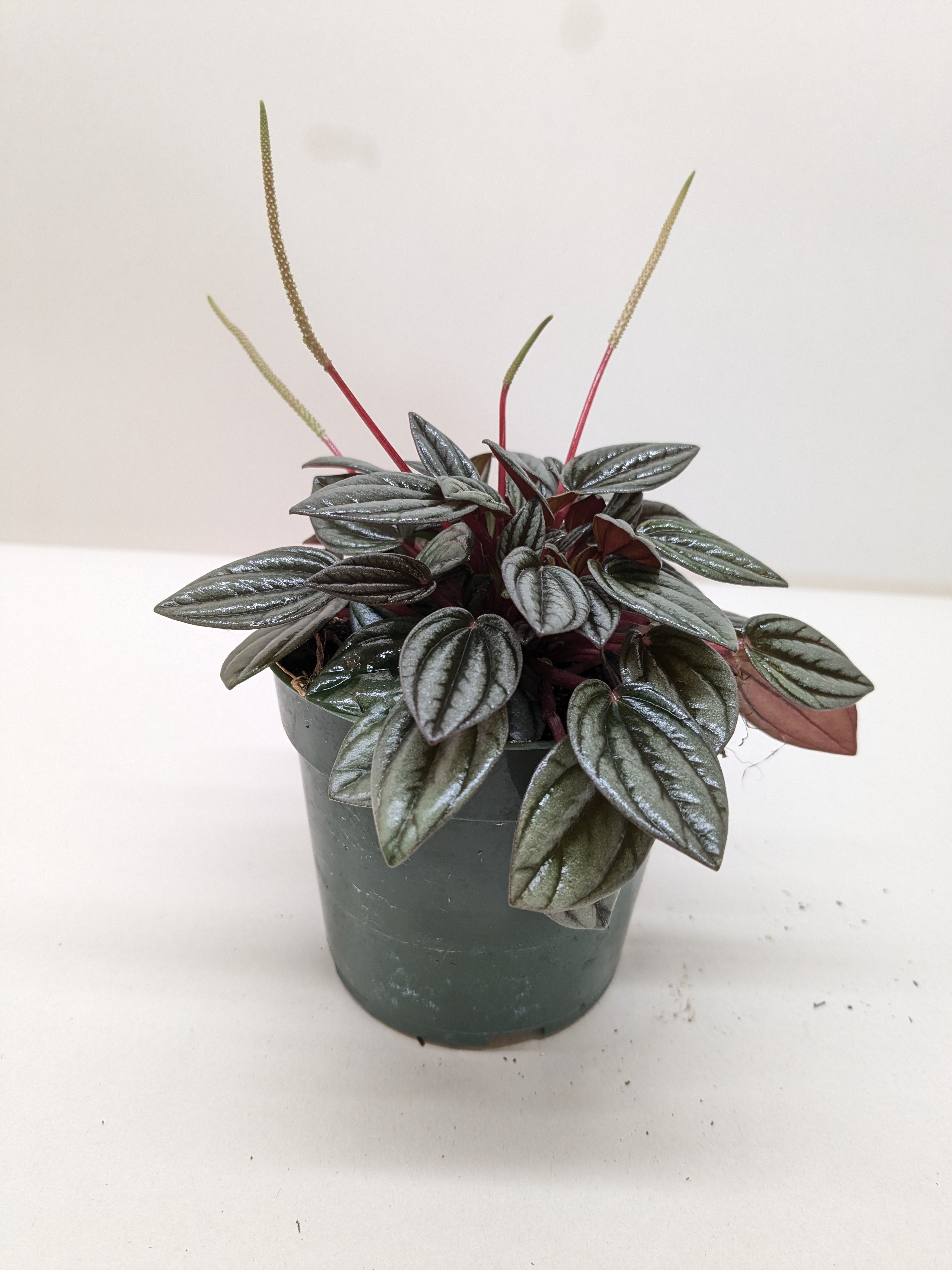 Peperomia San Marino | Easy Care Tabletop Plant | House Plant Shop