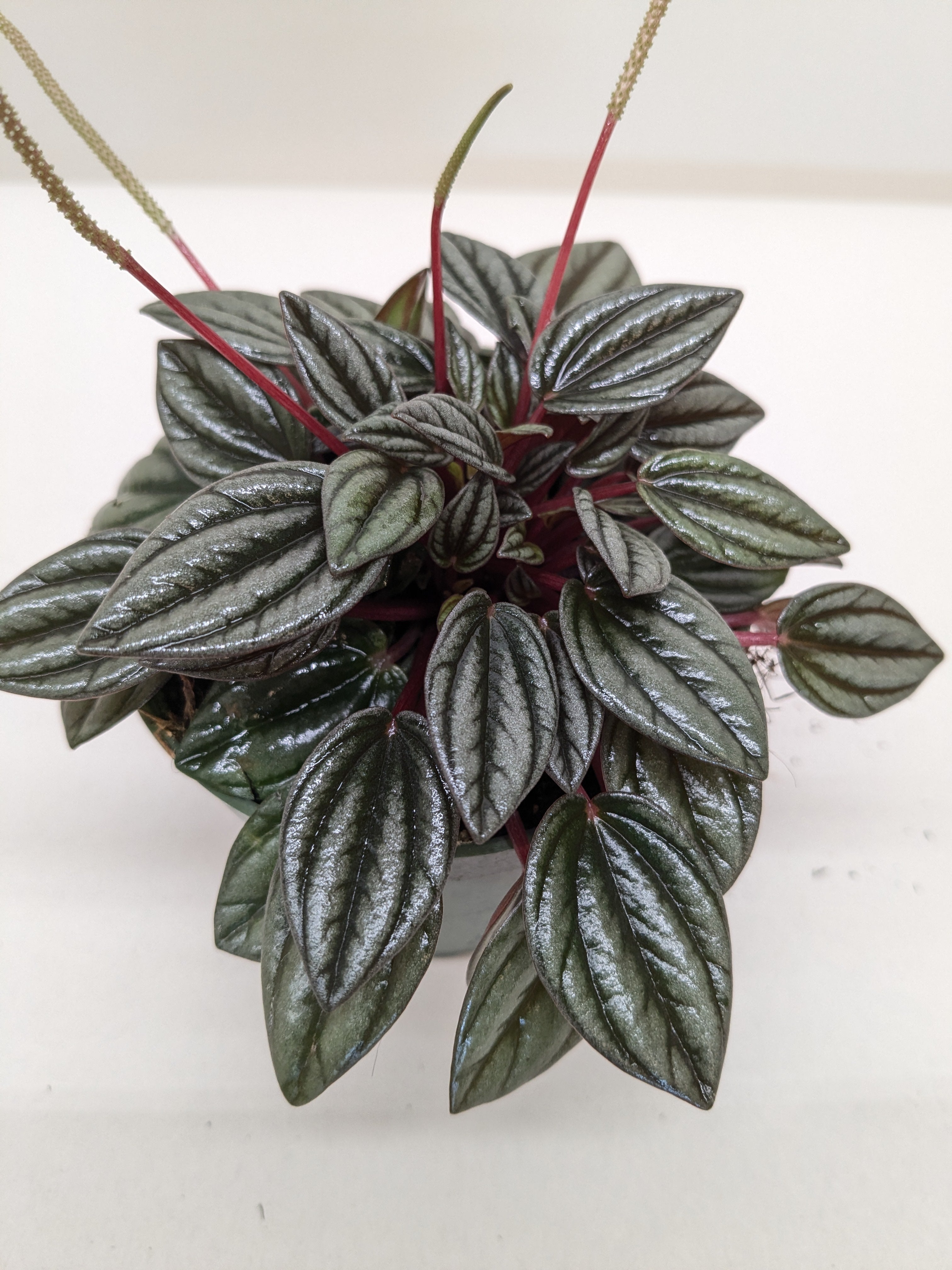 Peperomia San Marino | Easy Care Tabletop Plant | House Plant Shop