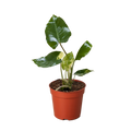Philodendron Burle Marx Albo
