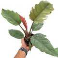 Philodendron Choco Empress