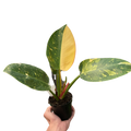 Philodendron 'Congo Green Variegated'
