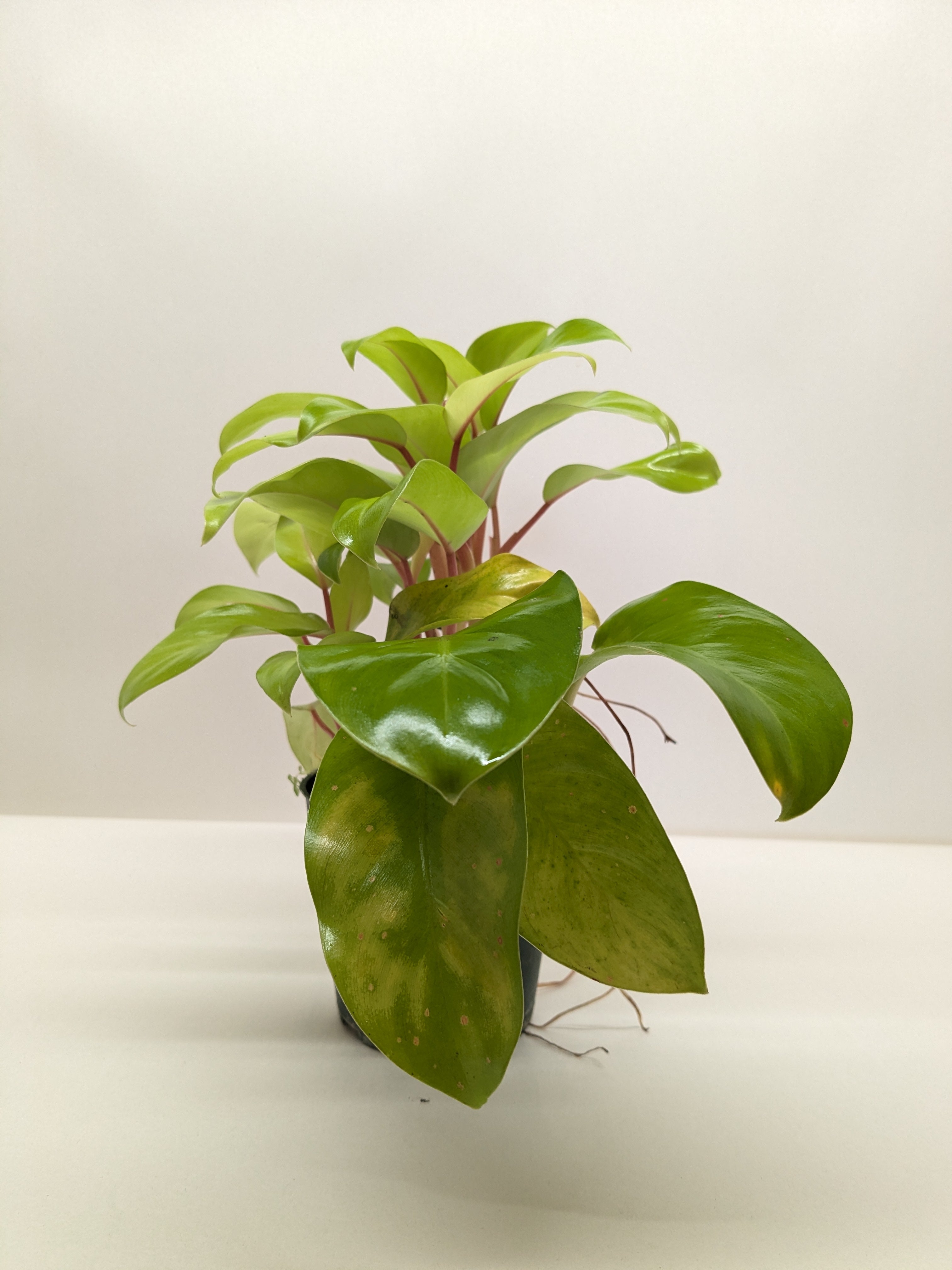 Philodendron Lemon Lime | Neon Yellow Trailing Plant | House Plant Shop