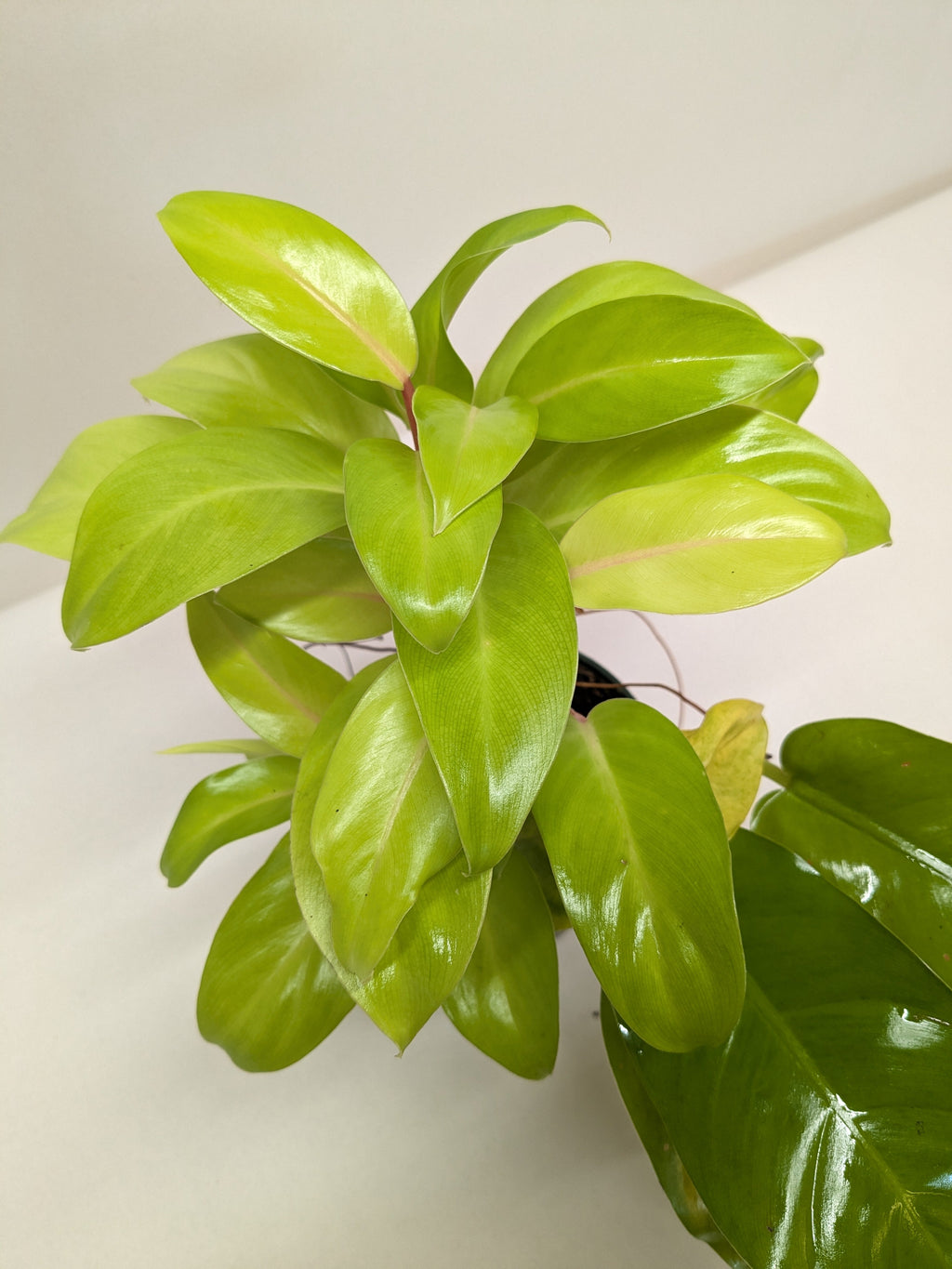 Philodendron Lemon Lime | Neon Yellow Trailing Plant | House Plant Shop