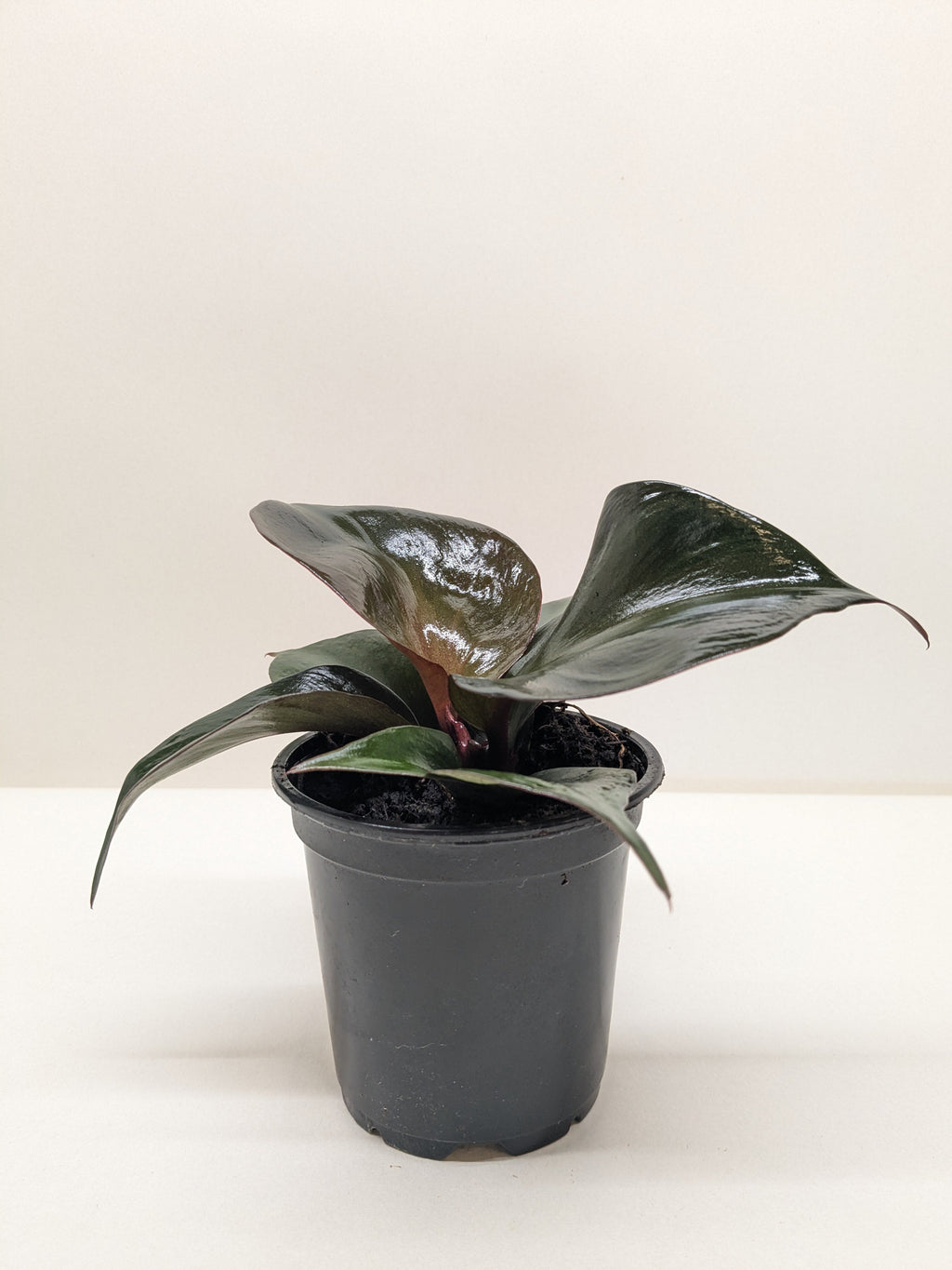 Philodendron Red Heart | Red Foliage Tropical Plant | House Plant Shop
