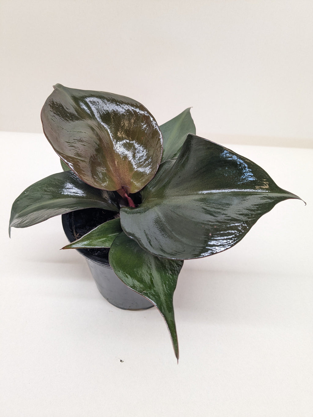 Philodendron Red Heart | Red Foliage Tropical Plant | House Plant Shop