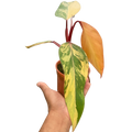 Philodendron 'Strawberry Shake'