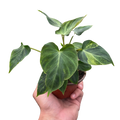 Philodendron 'Verrucosum'