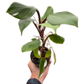Philodendron 'White Knight'