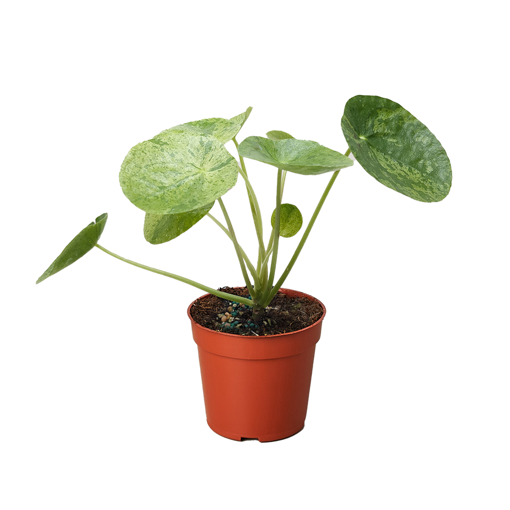 Pilea Mojito (Aluminum Plant) | Variegated Compact Foliage Plant | House Plant Shop