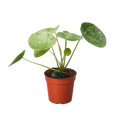 Pilea Mojito (Aluminum Plant) | Variegated Compact Foliage Plant | House Plant Shop