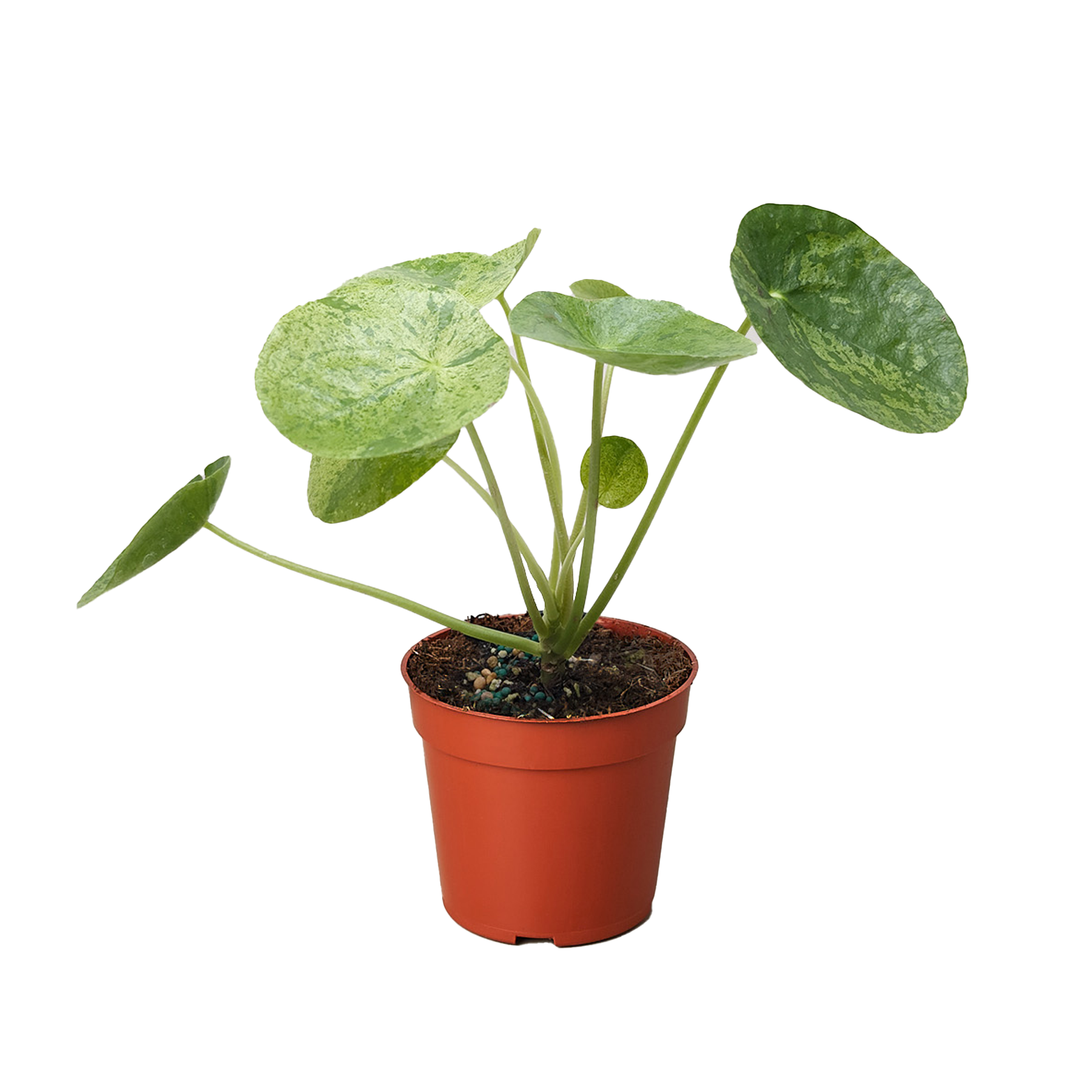 Pilea Mojito (Aluminum Plant) | Variegated Compact Foliage Plant | House Plant Shop